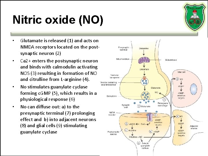 Nitric oxide (NO) • • Glutamate is released (1) and acts on NMDA receptors