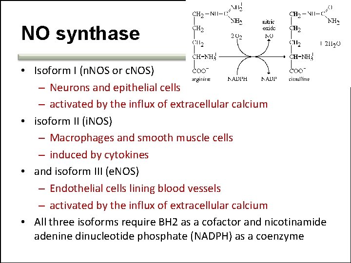 NO synthase • Isoform I (n. NOS or c. NOS) – Neurons and epithelial