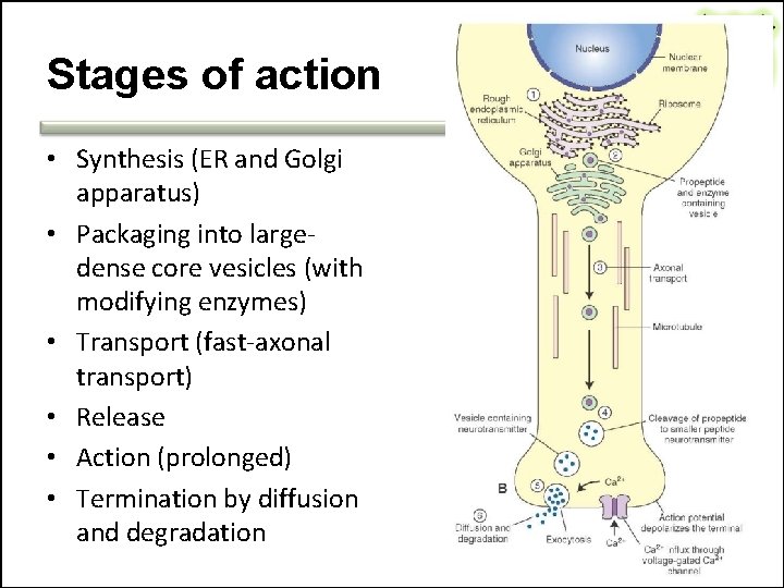 Stages of action • Synthesis (ER and Golgi apparatus) • Packaging into largedense core