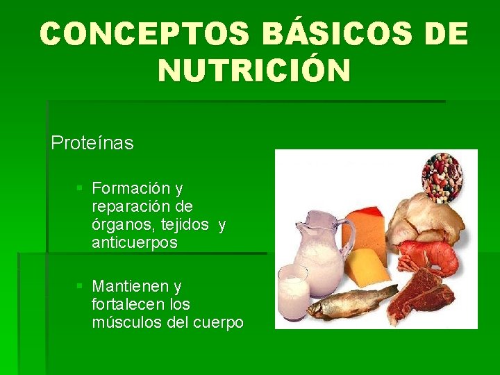 CONCEPTOS BÁSICOS DE NUTRICIÓN Proteínas § Formación y reparación de órganos, tejidos y anticuerpos