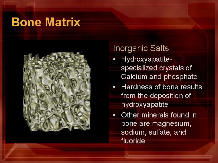 Bone Matrix Inorganic Salts • Hydroxyapatitespecialized crystals of Calcium and phosphate • Hardness of