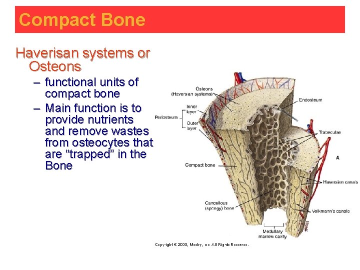 Compact Bone Haverisan systems or Osteons – functional units of compact bone – Main