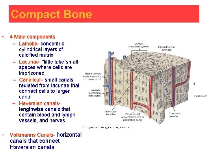 Compact Bone • 4 Main components – Lamelle- concentric cylindrical layers of calcified matrix