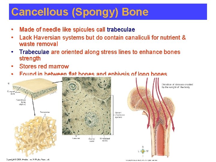 Cancellous (Spongy) Bone • Made of needle like spicules call trabeculae • Lack Haversian