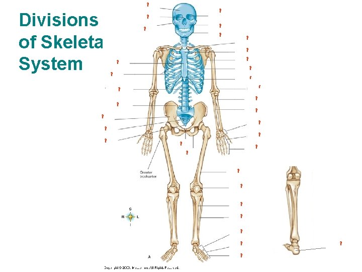 Divisions of Skeletal System ? ? ? ? ? ? ? ? ? ?