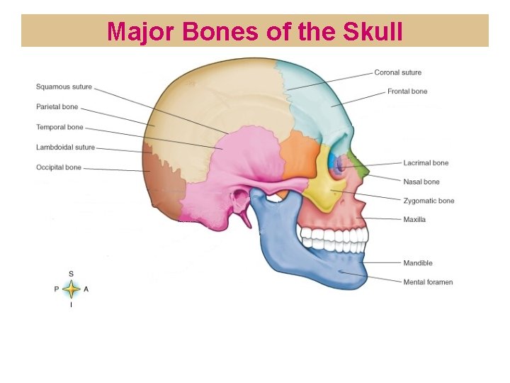 Major Bones of the Skull 