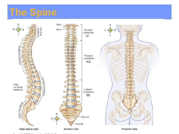 The Spine 