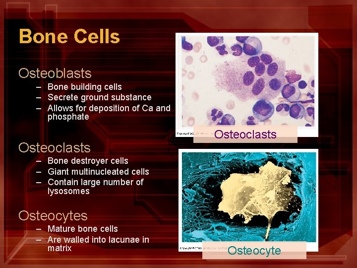 Bone Cells Osteoblasts – Bone building cells – Secrete ground substance – Allows for