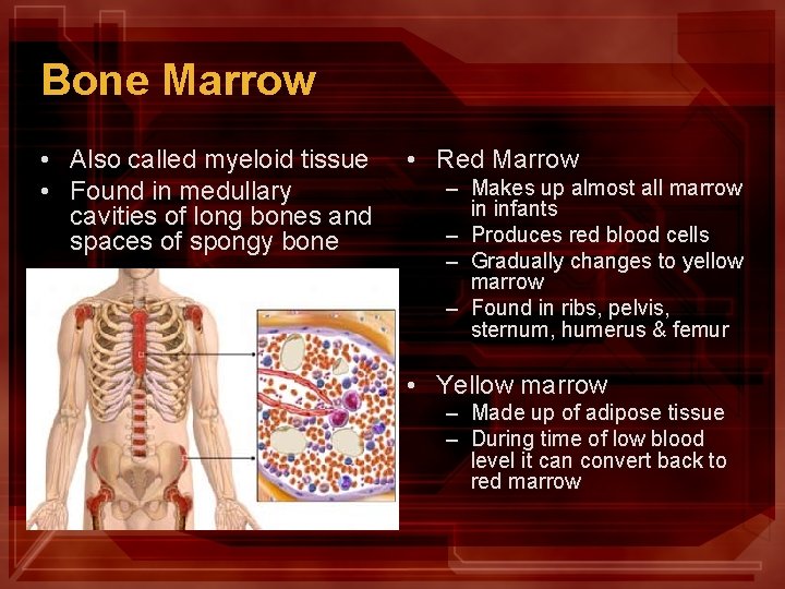 Bone Marrow • Also called myeloid tissue • Found in medullary cavities of long