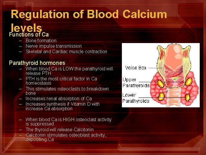 Regulation of Blood Calcium levels Functions of Ca – Bone formation – Nerve impulse