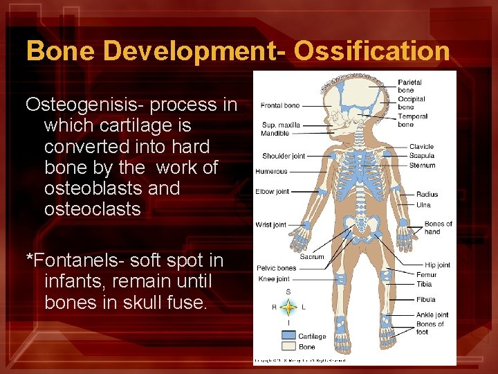 Bone Development- Ossification Osteogenisis- process in which cartilage is converted into hard bone by