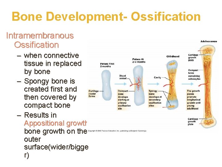 Bone Development- Ossification Intramembranous Ossification – when connective tissue in replaced by bone –