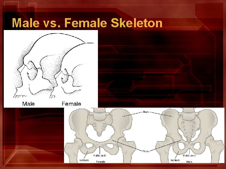 Male vs. Female Skeleton 