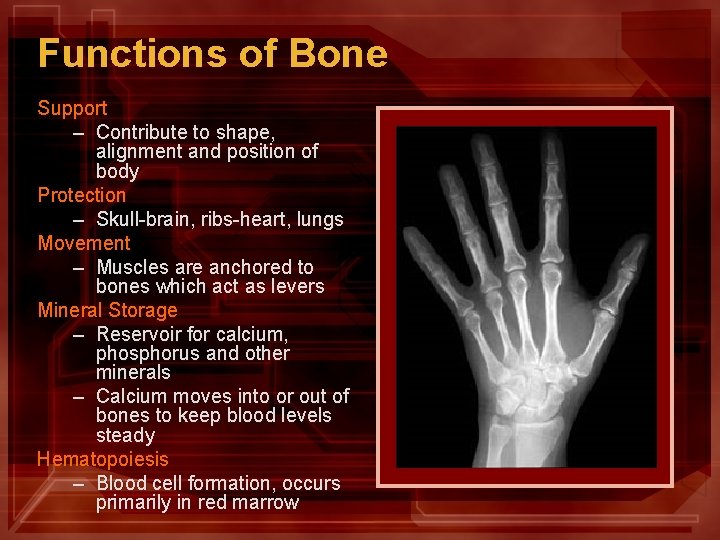 Functions of Bone Support – Contribute to shape, alignment and position of body Protection