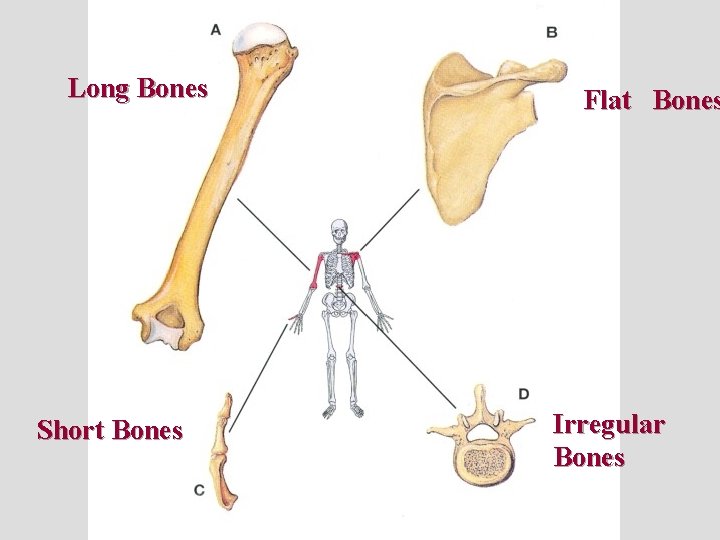 Long Bones Short Bones Flat Bones Irregular Bones 