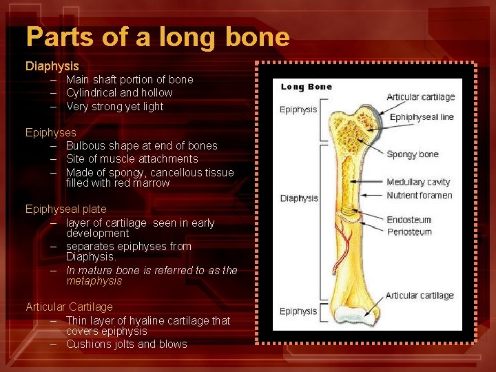 Parts of a long bone Diaphysis – – – Main shaft portion of bone