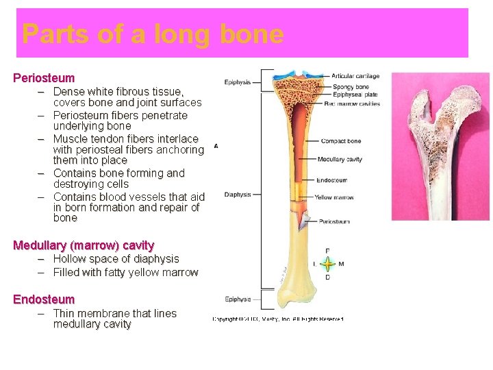 Parts of a long bone Periosteum – Dense white fibrous tissue, covers bone and