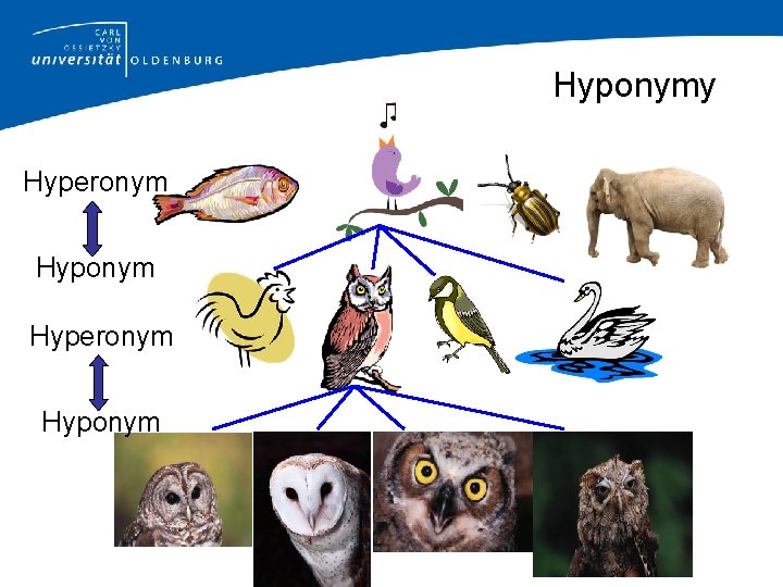 Hyponymy Hyperonym Hyponym 