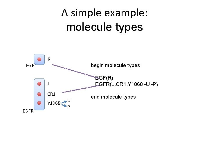 A simple example: molecule types R EGF begin molecule types EGF(R) EGFR(L, CR 1,