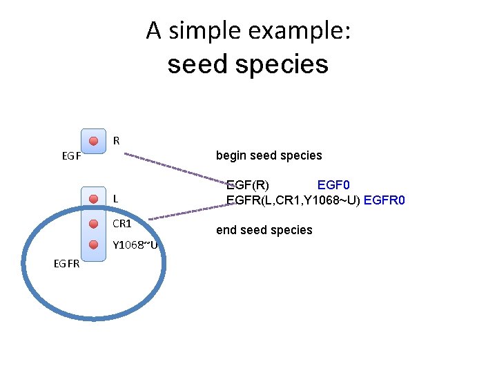 A simple example: seed species R EGF begin seed species L CR 1 Y