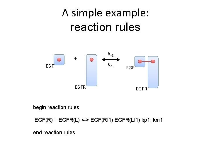 A simple example: reaction rules + EGFR k+1 k-1 EGFR begin reaction rules EGF(R)