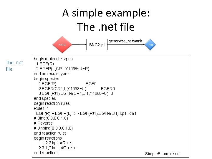 A simple example: The. net file begin molecule types 1 EGF(R) 2 EGFR(L, CR