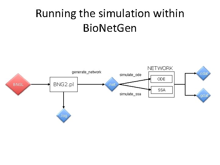 Running the simulation within Bio. Net. Gen NETWORK generate_network BNGL BNG 2. pl simulate_ode