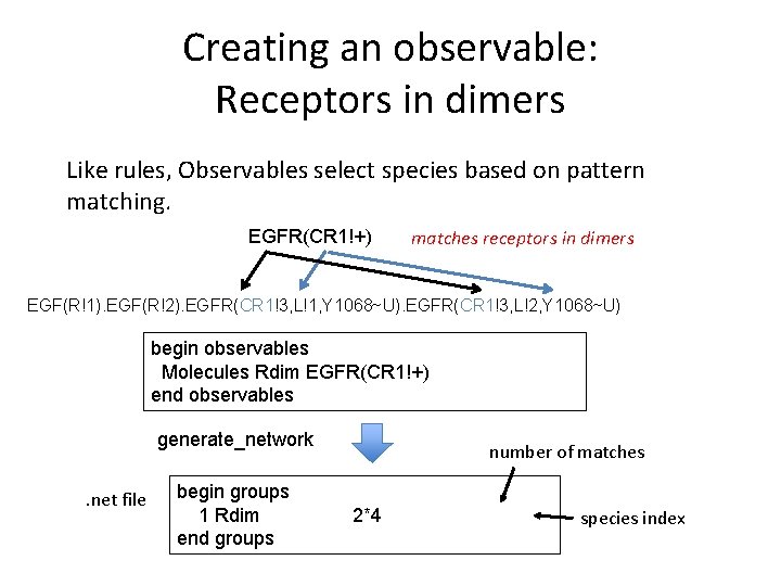 Creating an observable: Receptors in dimers Like rules, Observables select species based on pattern