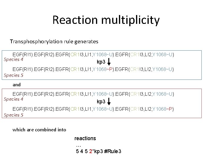 Reaction multiplicity Transphorylation rule generates EGF(R!1). EGF(R!2). EGFR(CR 1!3, L!1, Y 1068~U). EGFR(CR 1!3,