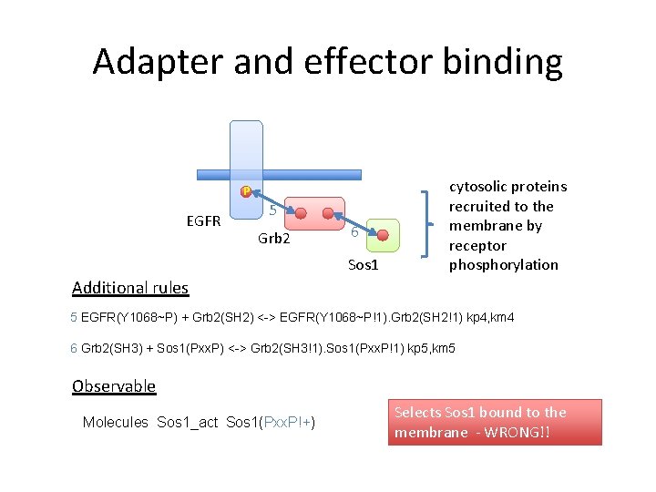 Adapter and effector binding P EGFR 5 Grb 2 6 Sos 1 cytosolic proteins