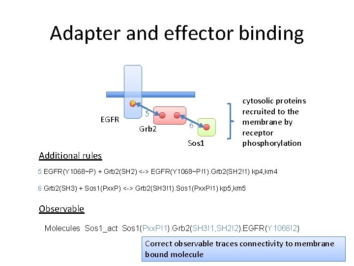 Adapter and effector binding P EGFR 5 Grb 2 6 Sos 1 cytosolic proteins