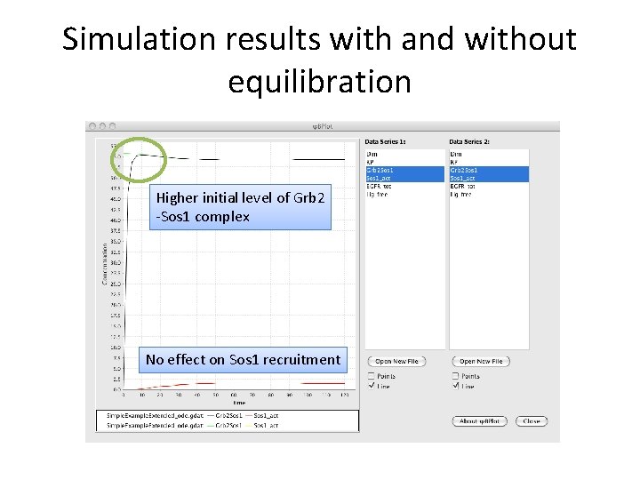 Simulation results with and without equilibration Higher initial level of Grb 2 -Sos 1