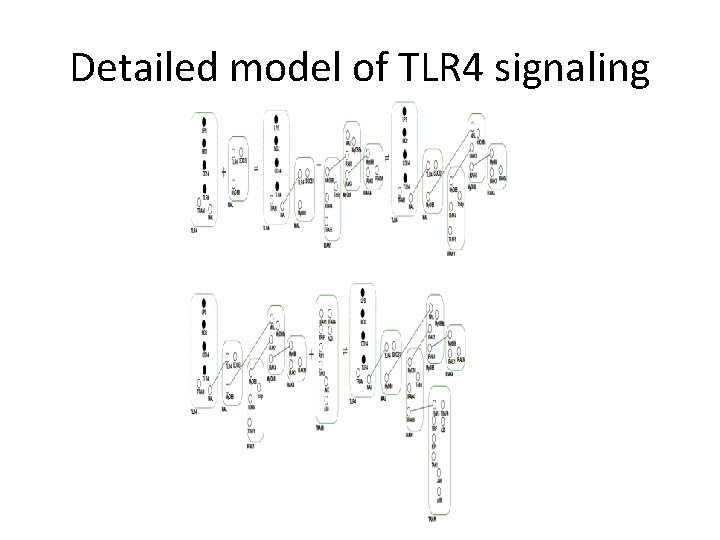 Detailed model of TLR 4 signaling 