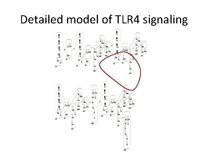 Detailed model of TLR 4 signaling 