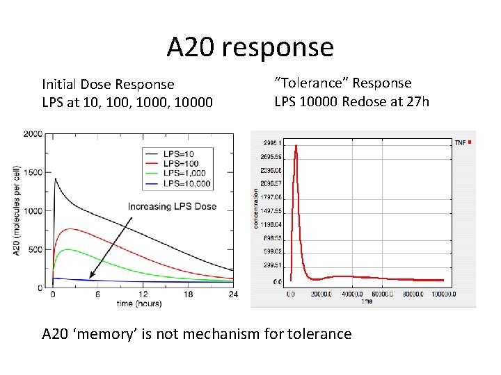 A 20 response Initial Dose Response LPS at 10, 1000, 10000 “Tolerance” Response LPS