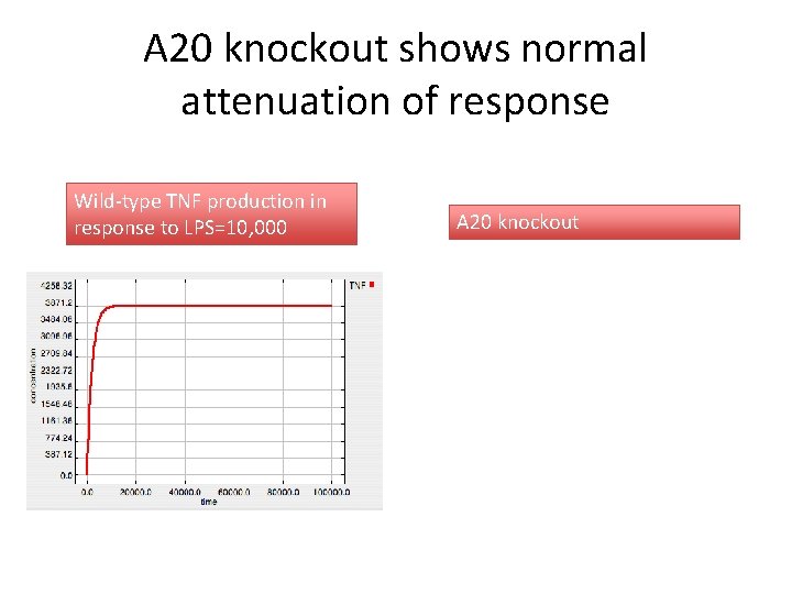 A 20 knockout shows normal attenuation of response Wild-type TNF production in response to