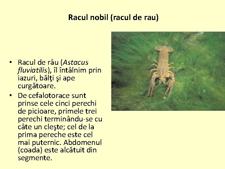 Racul nobil (racul de rau) • Racul de râu (Astacus fluviatilis), îl întâlnim prin
