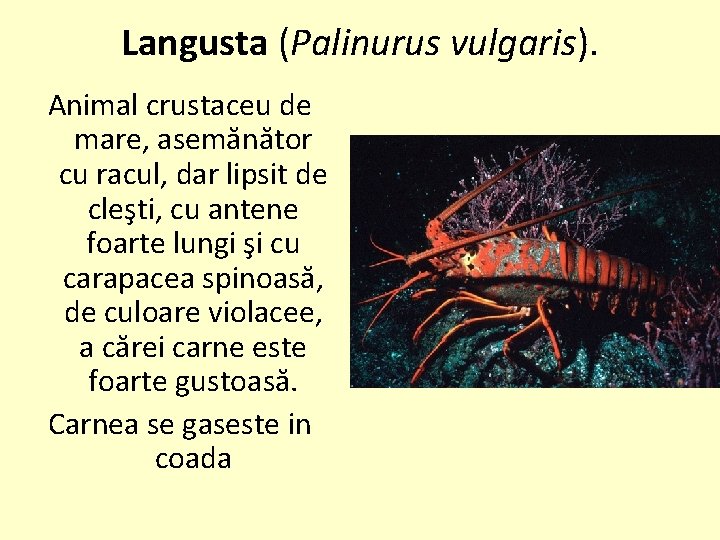 Langusta (Palinurus vulgaris). Animal crustaceu de mare, asemănător cu racul, dar lipsit de cleşti,