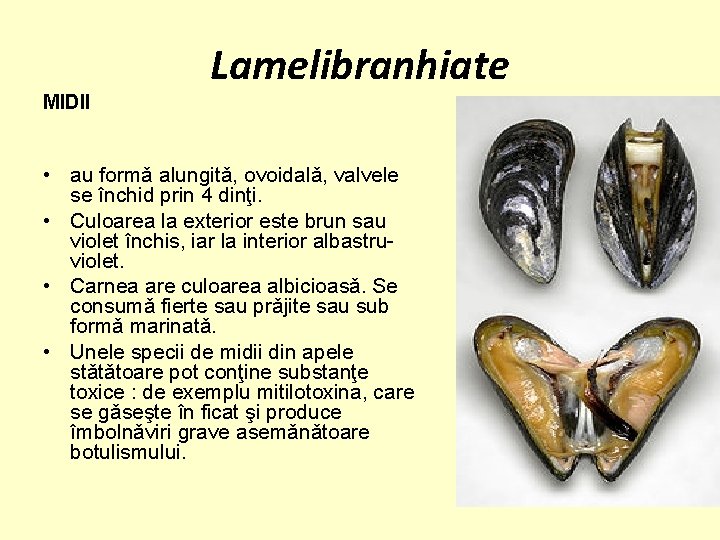Lamelibranhiate MIDII • au formǎ alungitǎ, ovoidalǎ, valvele se închid prin 4 dinţi. •