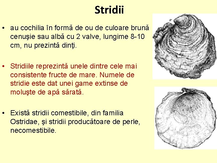 Stridii • au cochilia în formǎ de ou de culoare brunǎ cenuşie sau albǎ