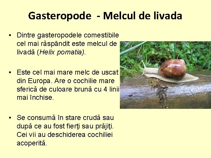 Gasteropode - Melcul de livada • Dintre gasteropodele comestibile cel mai rǎspândit este melcul