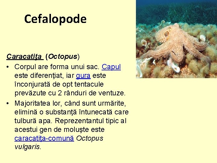 Cefalopode Caracatiţa (Octopus) • Corpul are forma unui sac. Capul este diferenţiat, iar gura