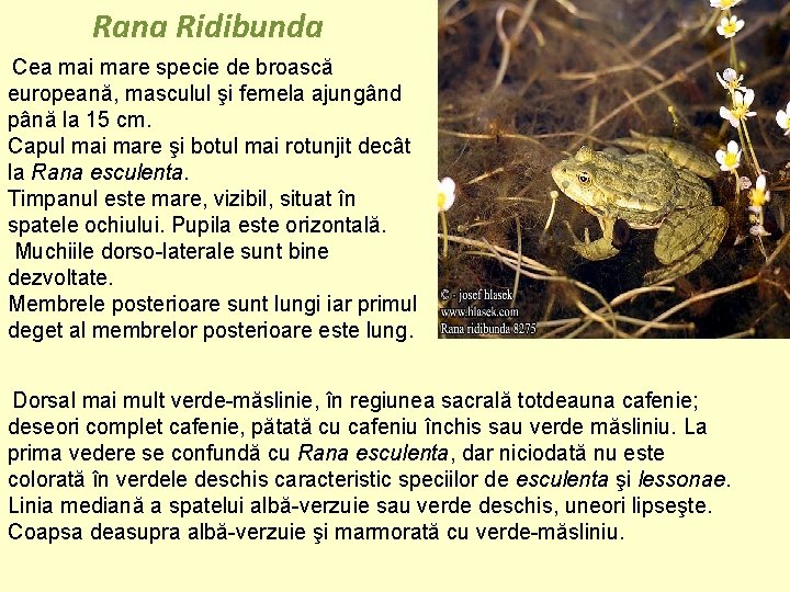  Rana Ridibunda Cea mai mare specie de broască europeană, masculul şi femela ajungând