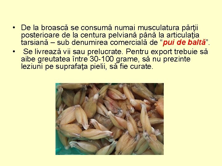  • De la broascǎ se consumǎ numai musculatura pǎrţii posterioare de la centura