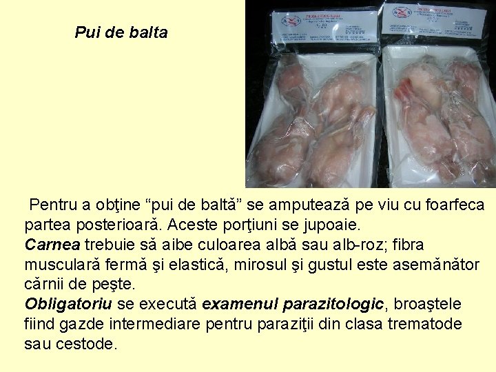 Pui de balta Pentru a obţine “pui de baltǎ” se amputeazǎ pe viu cu