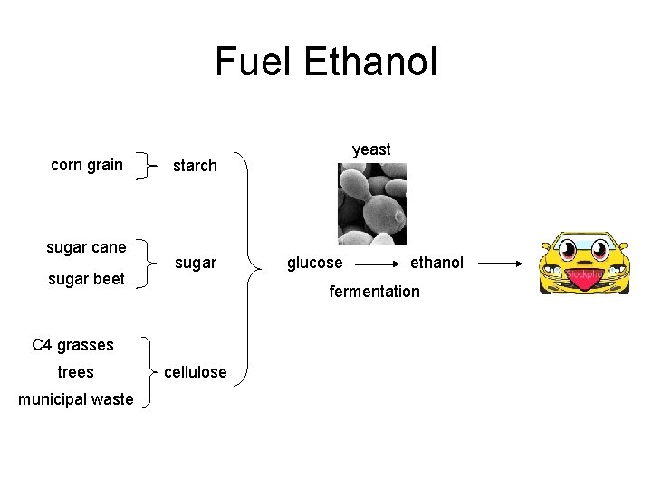 Fuel Ethanol corn grain sugar cane sugar beet starch sugar municipal waste glucose ethanol
