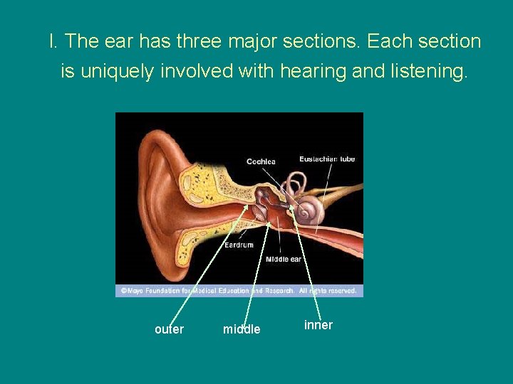 I. The ear has three major sections. Each section is uniquely involved with hearing