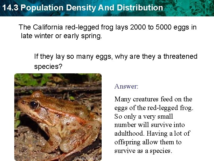 14. 3 Population Density And Distribution The California red-legged frog lays 2000 to 5000
