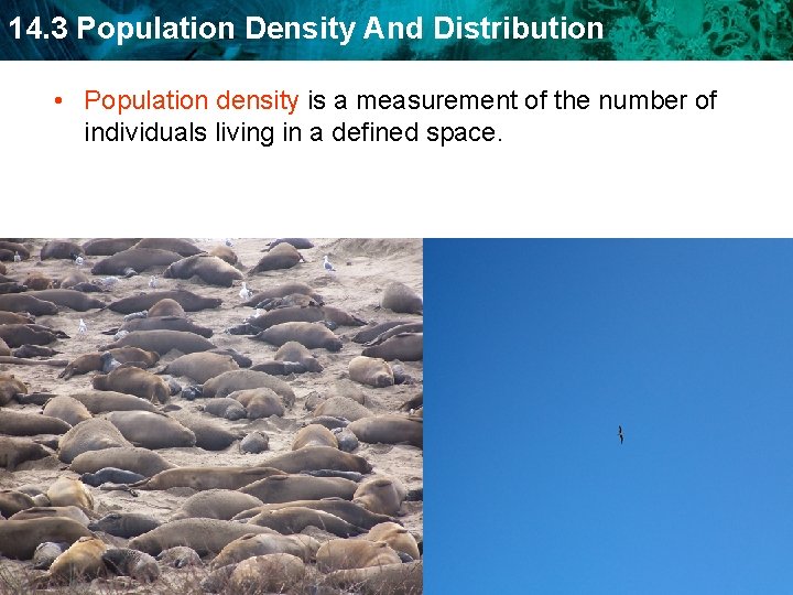 14. 3 Population Density And Distribution • Population density is a measurement of the