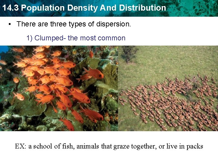 14. 3 Population Density And Distribution • There are three types of dispersion. 1)